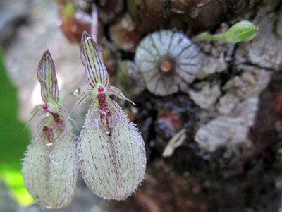 Bulbophyllum polycolosum