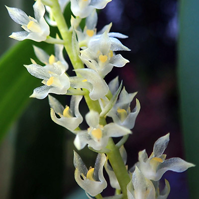 Bulbophyllum ebulum