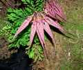 Bulbophyllum 'Elizabeth Ann'