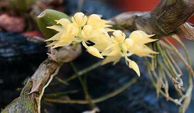 Bulbophyllum flavocapitatum