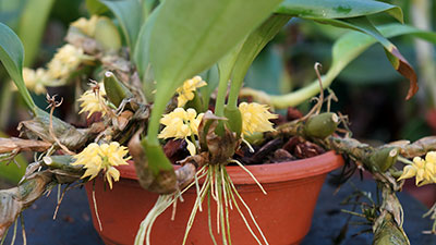 Bulbophyllum flavocapitatum