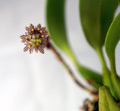 Bulbophyllum hastiferum