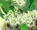Bulbophyllum laxiflorum