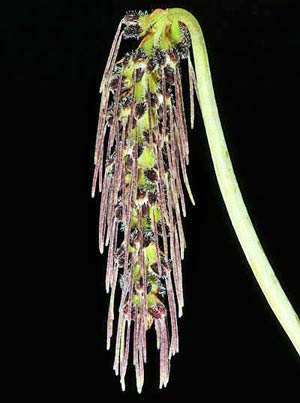 Bulbophyllum lemniscatoides