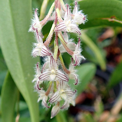 Bulbophyllum lindleyanum