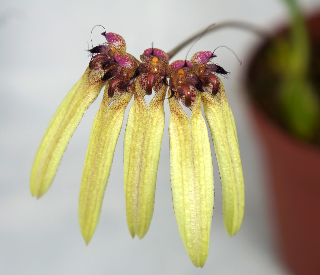 Bulbophyllum longifolium