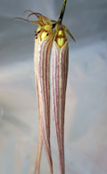 Bulbophyllum longissimum