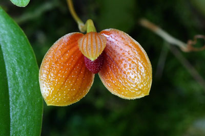 Bulbophyllum ovalifolium