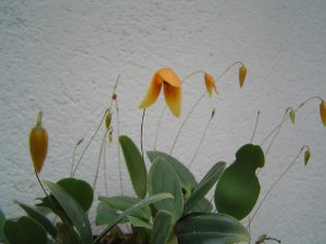 Bulbophyllum pardolatum (orange)