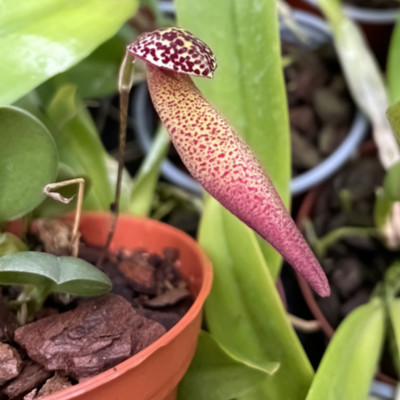 Bulbophyllum scotinochiton