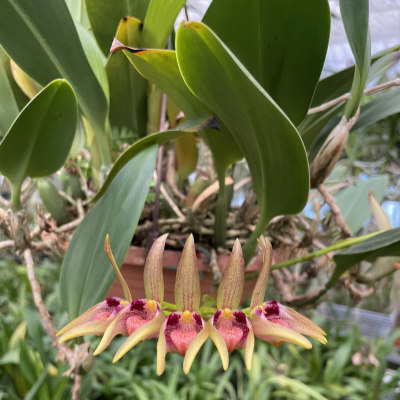 Bulbophyllum aeolium