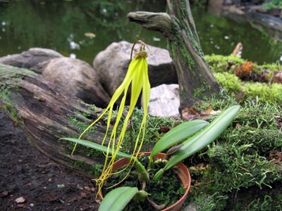 Bulbophyllum thiurum