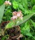 Bulbophyllum psychoon