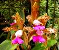 Cattleya leopoldii