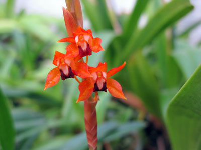 1 Stück Handgefertigter, Mit Haken Gewebter Wollglocken-orchideen