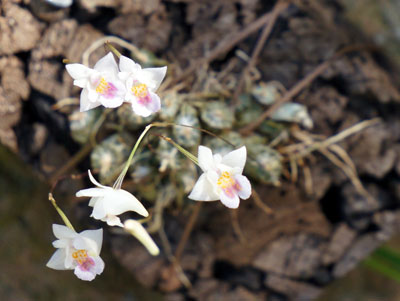 Conschidium extinctorium (Eria extinctoria)
