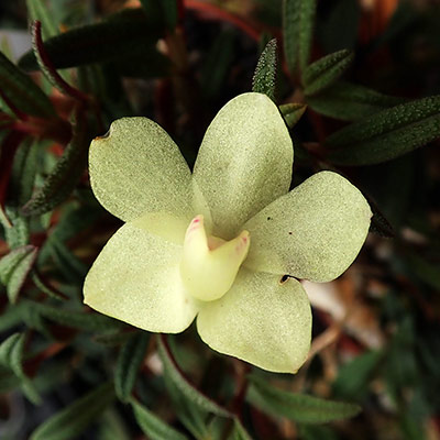 Dendrobium agathodaemonis
