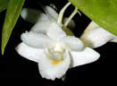 Dendrobium arcuatum