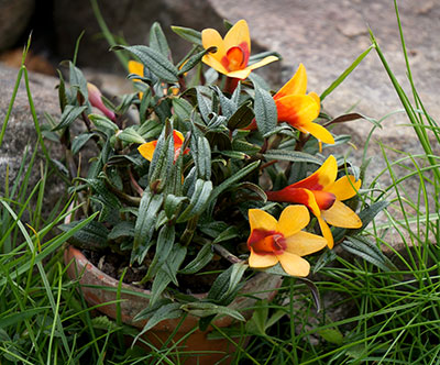 Dendrobium (cuthbertsonii x sulavesiense)x cuthbertsonii orange