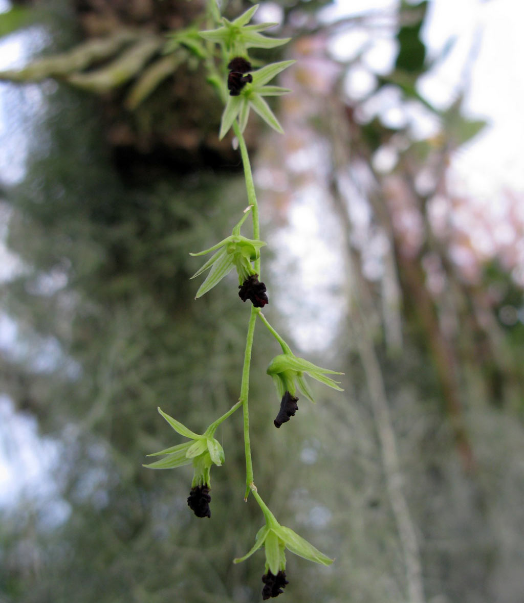 Dendrobium hemimelanoglossum