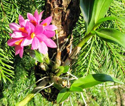 Dendrobium ,Hibici'