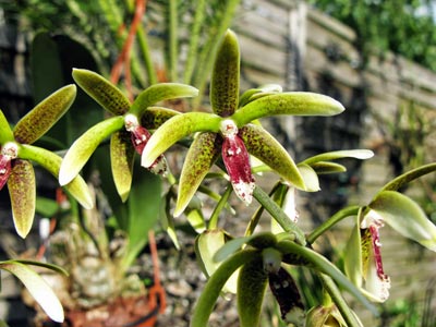 Dendrobium (Inobulbum) munificum