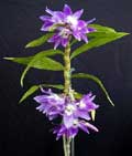 Dendrobium victoria-regina