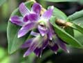 Dendrobium victoria-regina