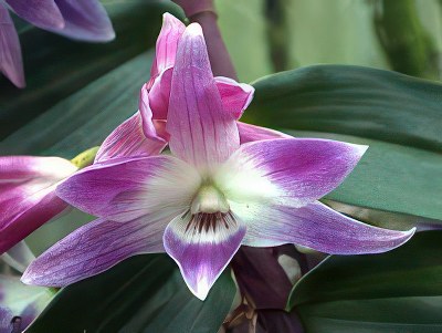 Dendrobium victoria-regina