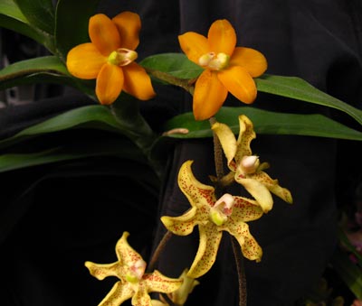 Dimorphorchis rossii