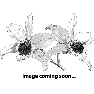 Bulbophyllum saltatorium var.: albociliatum