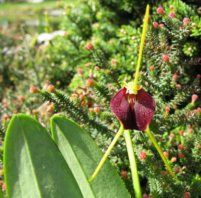 Masdevallia bicolor ,Excelent'