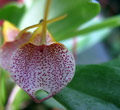 Masdevallia floribunda