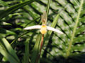Maxillaria acuminata