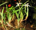 Maxillaria acuminata