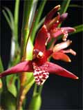 Maxillaria tenuifolia (Coco orchid)