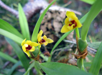 Maxillaria variabilis var.: Yellow