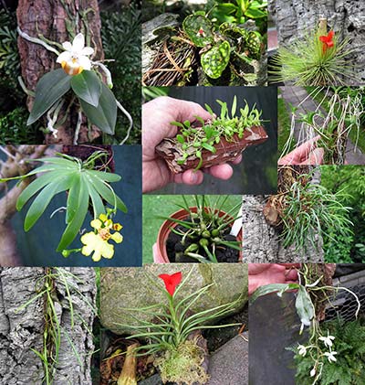 Miniature-orchids-assortment
