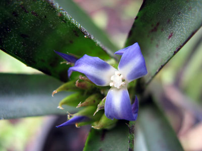 Neoregelia ampulacea(Bromeliacea)