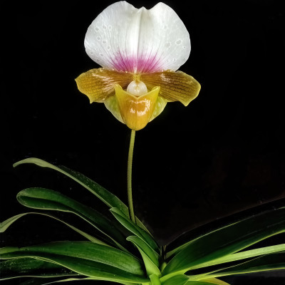 Paphiopedilum charlesworthii, semi-alba