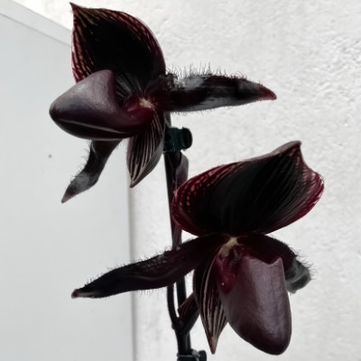 Paphiopedilum ,Dresden Midnight'