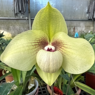 Paphiopedilum hangianum x malipoense