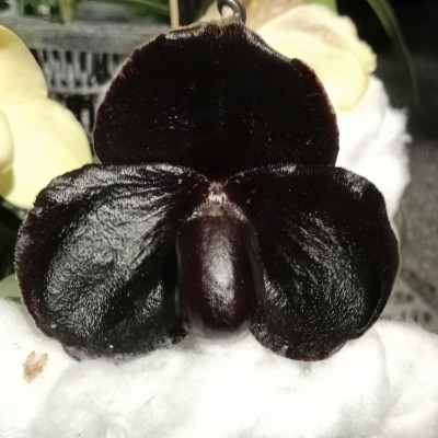 Paphiopedilum leucochilum ,black'