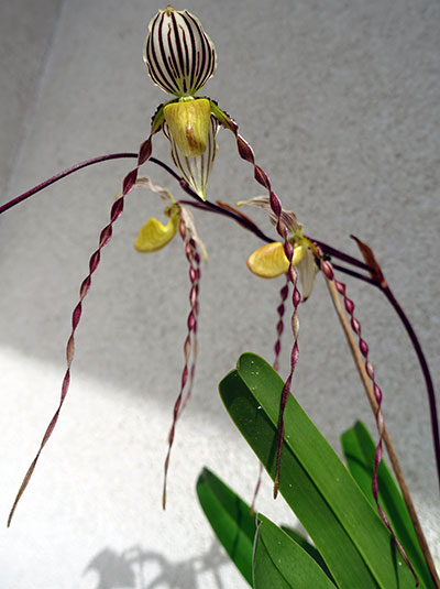 Paphiopedilum philippinense mit besonders langen gedrehten Petal