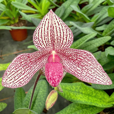 Paphiopedilum rothschildianum P. Vanda Mc Pearman - Orchidées de Großräschen