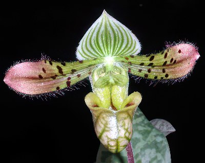 Paphiopedilum venustum