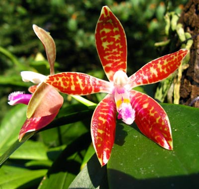 Phalaenopsis corningiana
