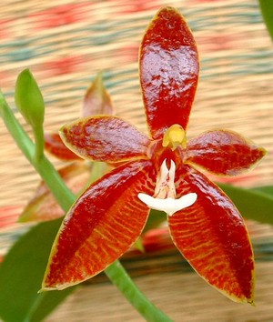 Phalaenopsis cornu-cervi red