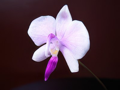 Phalaenopsis lowii