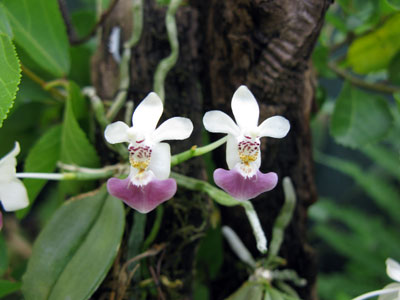 Phalaenopsis parishii